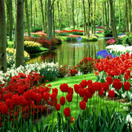 giardino